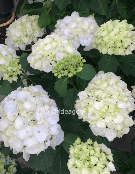 ORTENSIA BIANCA