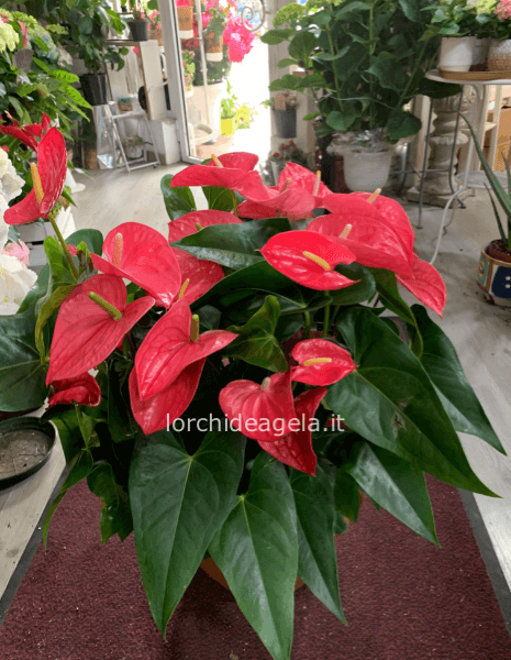 CIOTOLA PIANTA ANTHURIUM